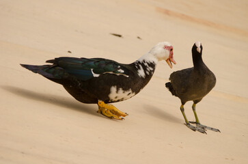 Domestic Muscovy duck C. moschata domestica threatening a Eurasian coot Fulica atra. Cabecita dam. Vallehermoso. La Gomera. Canary Islands. Spain.