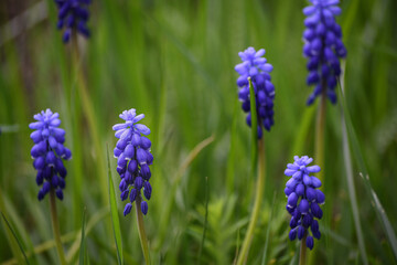 Viper onion, or Mouse hyacinth (lut. Muscári) on a spring day in the garden against a green background of grass.