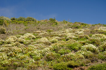 Fototapeta na wymiar Landscape with Paris daisies Argyranthemum frutescens in bloom. Orone Protected Landscape. La Gomera. Canary Islands. Spain.