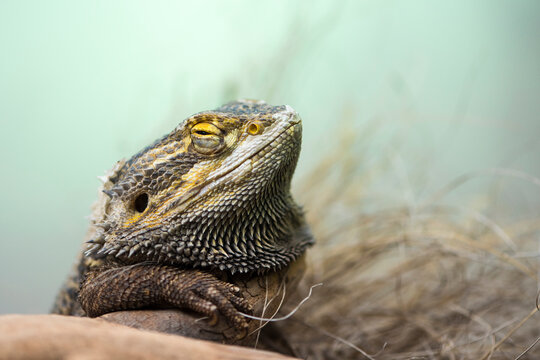 A picture of a pogona