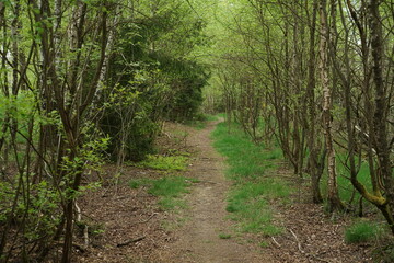 Fototapeta premium Pfad durch einen Wald, Frühling in freier Natur mit Wald aus Birken und Weiden, Betula pendula und Salix mit einem Pfad