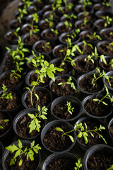 Solanum lycopersicum: tomato seedlings grow in a pot at home