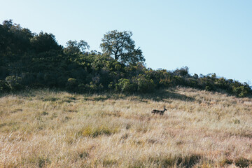 Fototapeta na wymiar deer in the field
