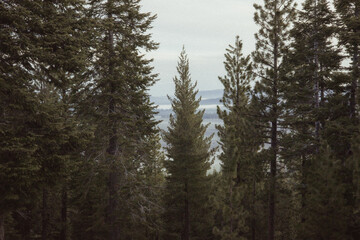 evergreen trees in the forest