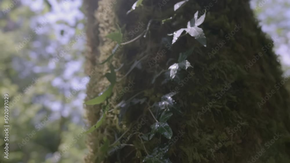 Poster tree bark with moss in the jungle. creative. moss grows in the green forest. a lichen grows on a bra