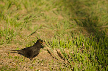 Male common blackbird Turdus merula cabrerae with food for its chicks. Tecina. Alajero. La Gomera. Canary Islands. Spain.