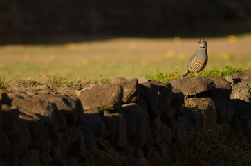 Barbary partridge Alectoris barbara koenigi. Alajero. La Gomera. Canary Islands. Spain.