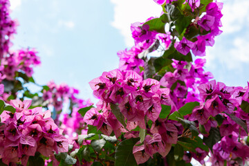 Bougainvillea in focus. Bougainvillea background photo