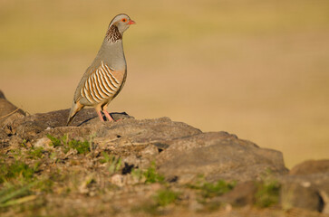 Barbary partridge Alectoris barbara koenigi. Alajero. La Gomera. Canary Islands. Spain.