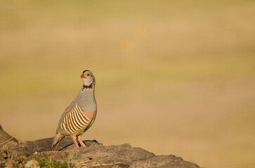 Barbary partridge Alectoris barbara koenigi. Alajero. La Gomera. Canary Islands. Spain.
