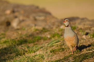 Barbary partridge Alectoris barbara koenigi. Alajero. La Gomera. Canary Islands. Spain.