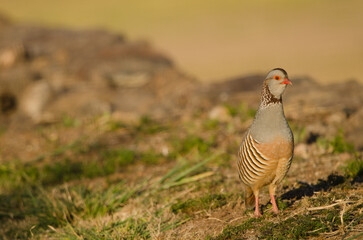 Barbary partridge Alectoris barbara koenigi. Alajero. La Gomera. Canary Islands. Spain.
