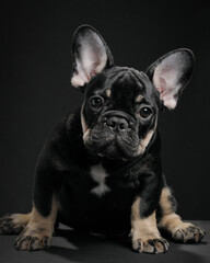french bulldog puppy