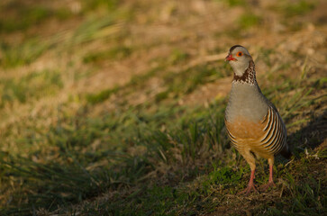 Barbary partridge Alectoris barbara koenigi. Alajero. La Gomera. Canary Islands. Spain.