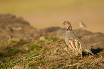 Barbary partridge Alectoris barbara koenigi and Berthelot's pipit Anthus berthelotii in the background. Alajero. La Gomera. Canary Islands. Spain.