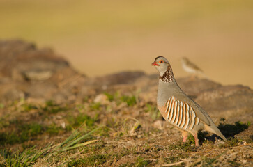 Barbary partridge Alectoris barbara koenigi and Berthelot's pipit Anthus berthelotii in the background. Alajero. La Gomera. Canary Islands. Spain.