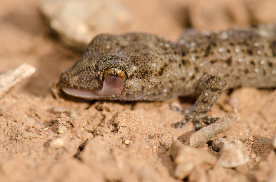 Gomero wall gecko Tarentola gomerensis licking one of its eyes with its tongue. Vallehermoso. La Gomera. Canary Islands. Spain.