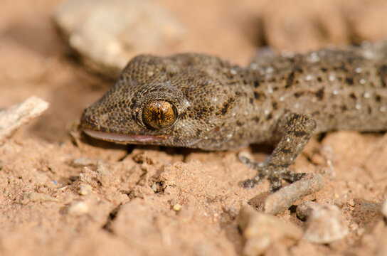 Gomero wall gecko Tarentola gomerensis showing the tip of its tongue. Vallehermoso. La Gomera. Canary Islands. Spain.