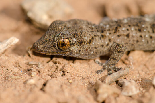 Gomero wall gecko Tarentola gomerensis. Vallehermoso. La Gomera. Canary Islands. Spain.