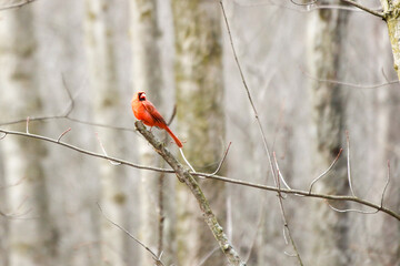 A male cardinal sits in a tree during spring season in Canada