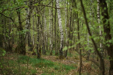 Niederwald im Wachstum, Wald im Frühling, Mai auf der Heide und wachsende Natur