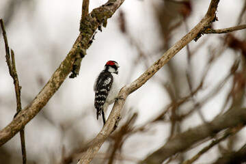 A downy woodpecker searching for food duing winter in Canada