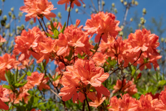 Stunning orange rhododendron flowers, photographed in spring at Temple Gardens, Langley Park near Slough, west London UK.
