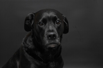 BLACK LABRADOR CROSS BREED FEMALE DOGS