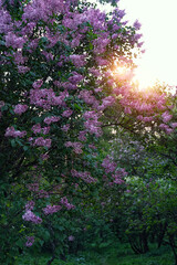 Blooming Purple lilac trees in spring sunny garden. abstract green natural background. floral spring season concept. freshness aroma, harmony of nature