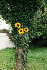 Baum mit Efeu und Sonnenblumen