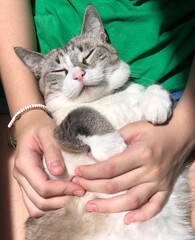 Person holding cat.