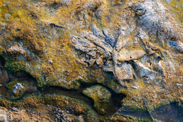 Stream through moss and stones