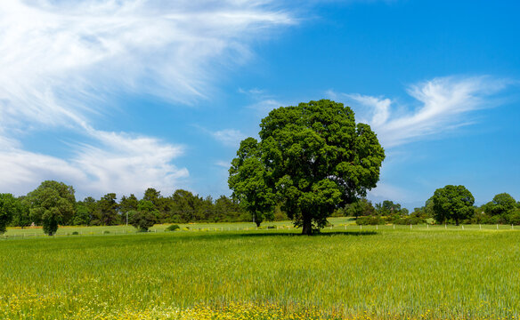 Big and single tree in the middle of green fields