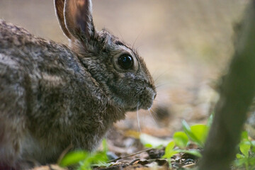 A picture of a wild rabbit