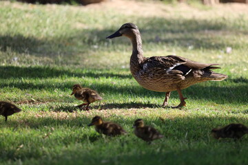 duck and ducklings