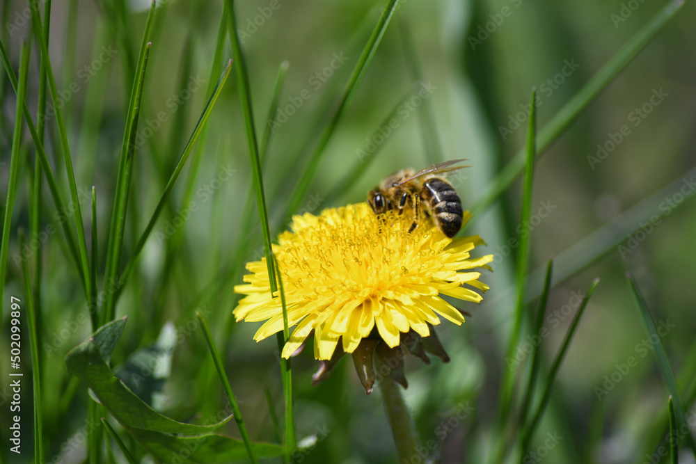 Wall mural a yellow dandelion in a meadow pollinated by a bee.