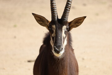 close up of a male impala antelope