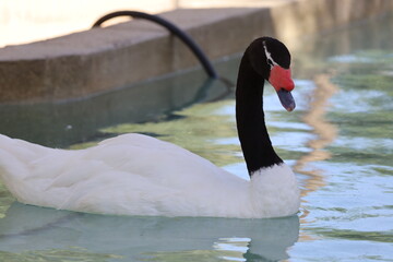 black swan on the lake