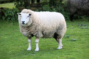 Naklejka na ściany i meble A Sheep in a field