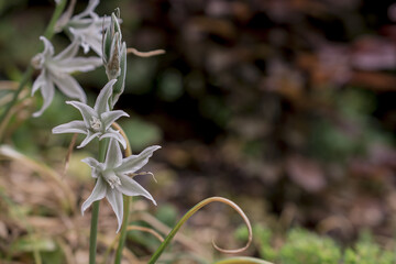 Close up of a three cornered leek allium triquetrum flower in bloom