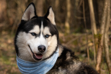 Naklejka na ściany i meble Husky portrait. A dog with blue eyes and a blue scarf. Husky in the forest. Dog muzzle close-up. There is space for text