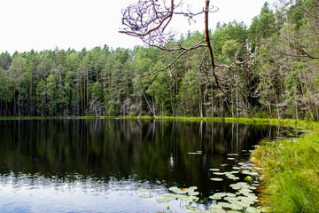 Fototapeta premium ecological tourism. Lake Mertvoe, Narochansky National Park, Blue Lakes Ecological Trail, Belarus, Minsk Region. 