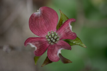 Obraz na płótnie Canvas Flower close-up of Pink Flowering Dogwood