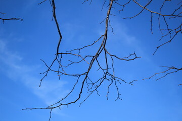 Branch no leafagainst a bright blue background sky. Spring bright background, space for text, copy space, banner.