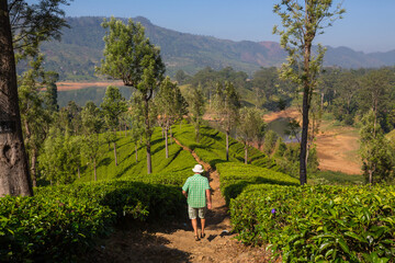 Tea plantation