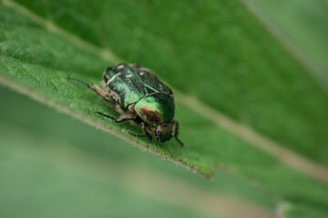 Big green bug collect pollen on leave in garden