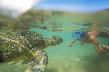 Turtle and boy