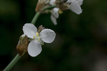 Fototapeta premium Iberis sempervirens a spring summer white perennial bulbous flower