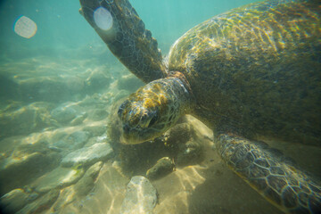 Obraz premium Turtle