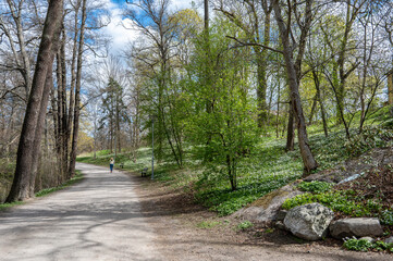 Fototapeta premium Unrecognizable people walk in city park Abackarna during spring in Norrkoping, Sweden. Wood anemone is flowering here in late April.